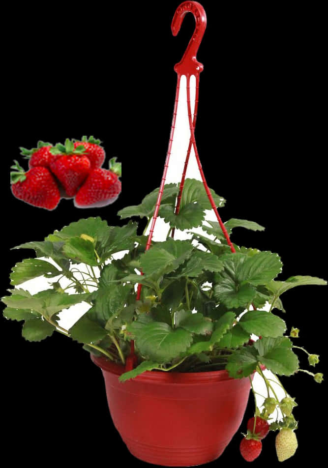 Hanging Strawberry Plant Pot PNG