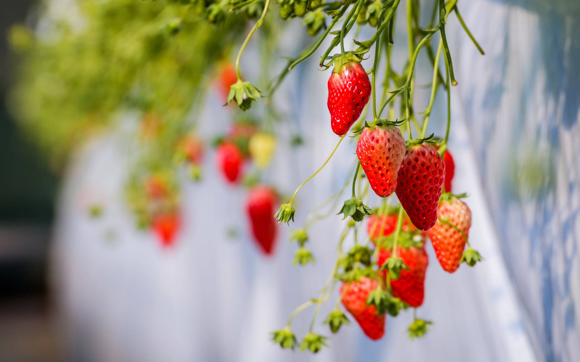 Schwebendeuntergewichtige Erdbeeren Wallpaper