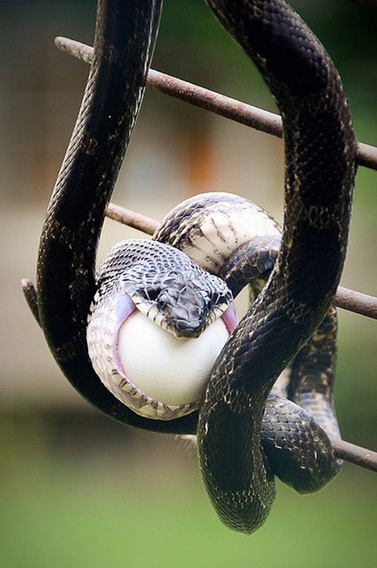 Hanging Water Moccasin Snake Background