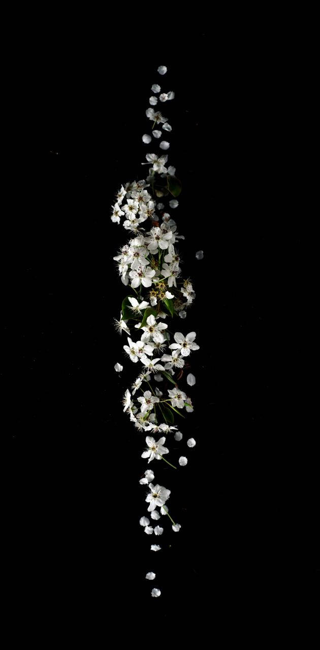 Hanging White Floral On Dark Wallpaper