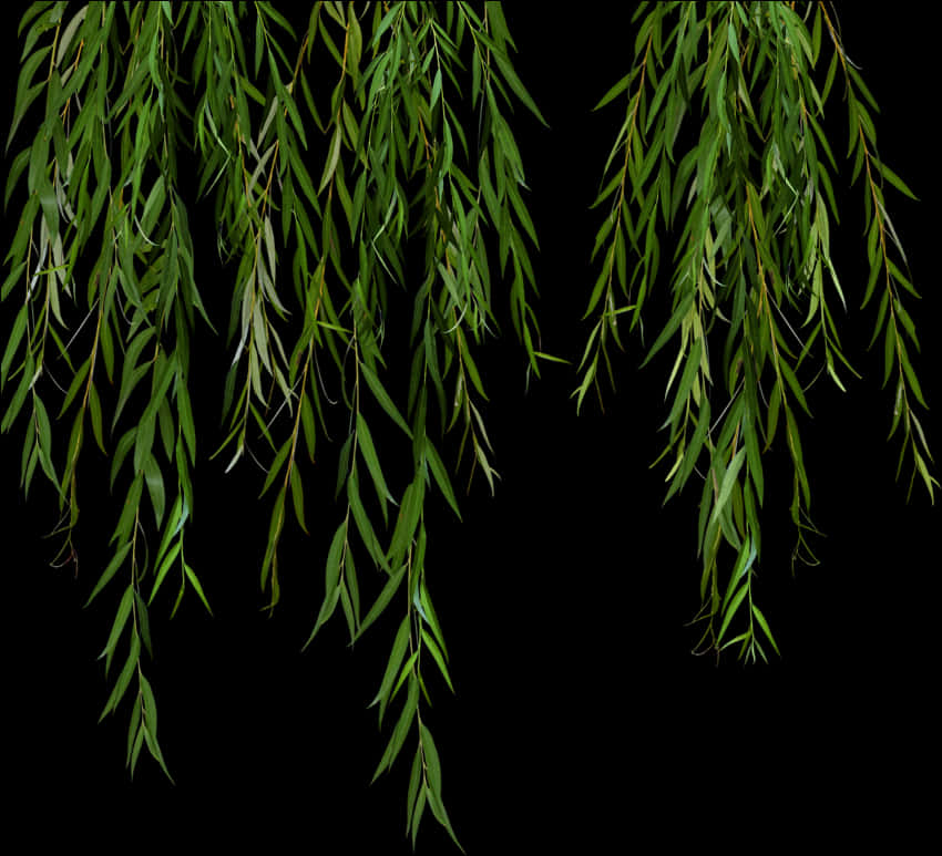 Hanging Willow Leaves Black Background PNG