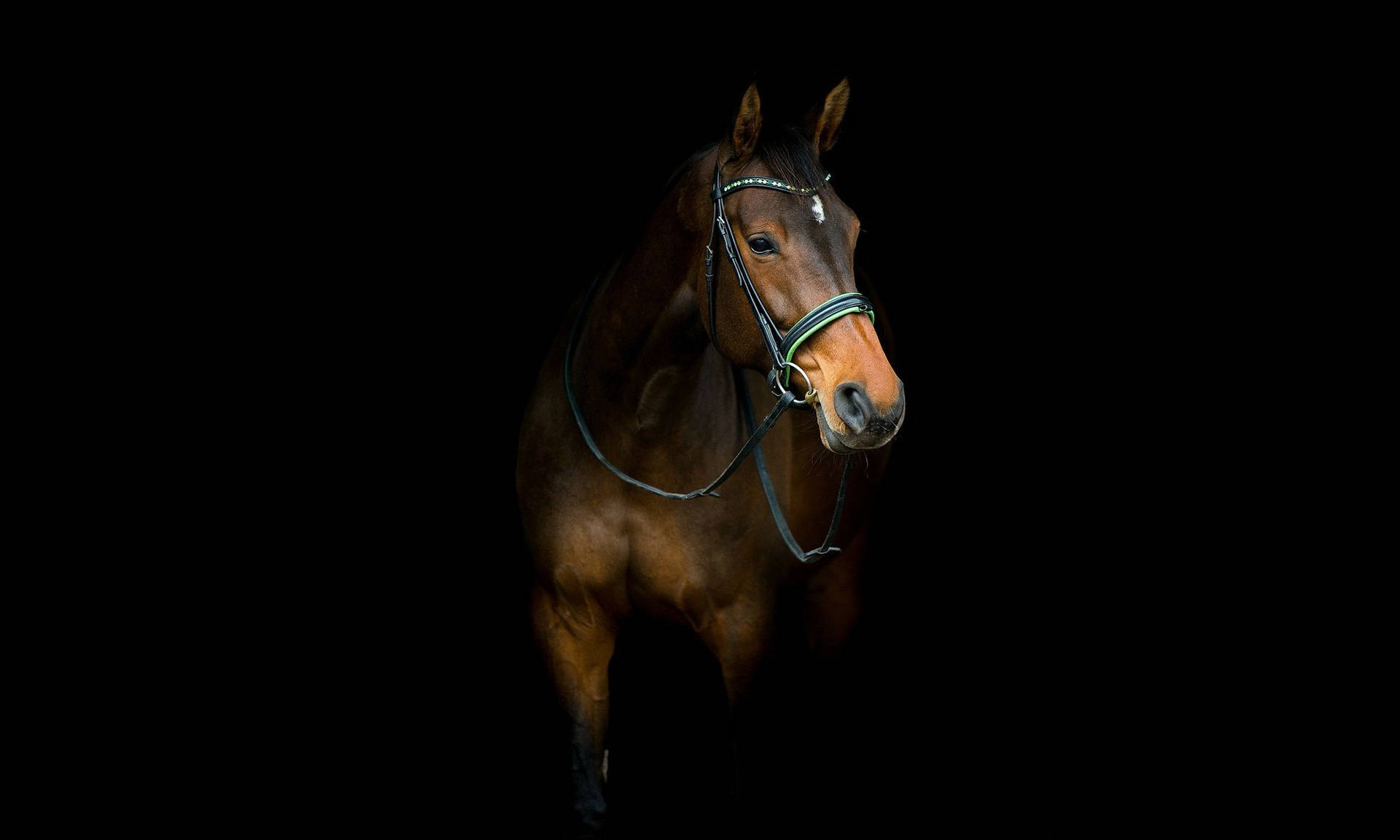 Hanoverian Horse Face