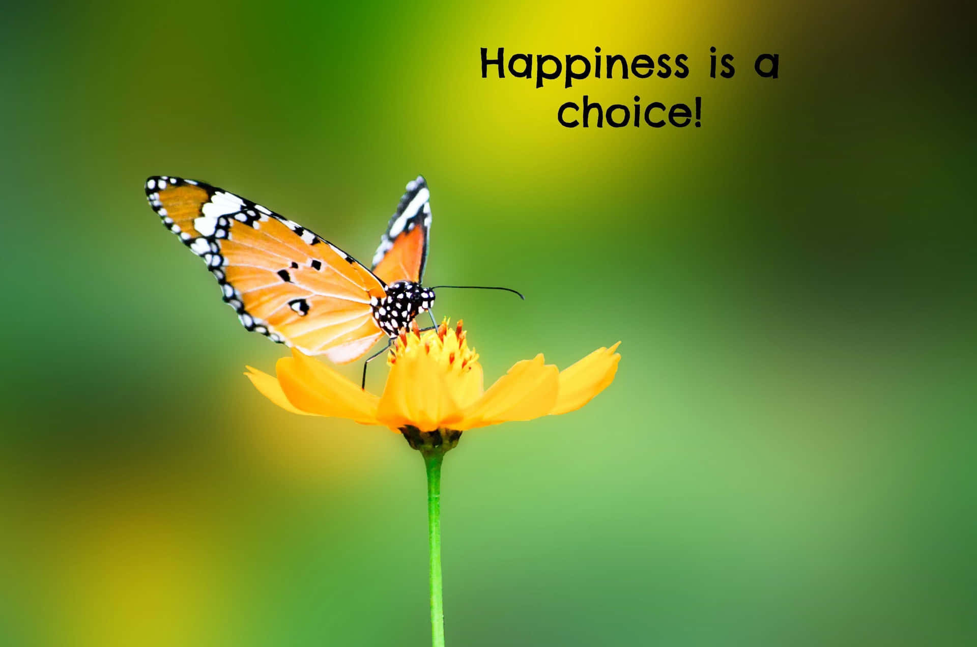 happiness is a choice  Photography 攝影特區