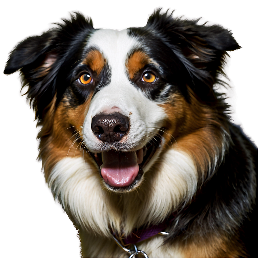 Happy Australian Shepherd Png Mdw PNG