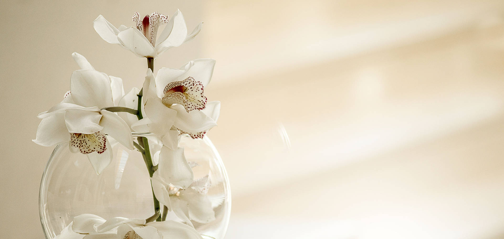 Felizaniversário Flores Orquídeas. Papel de Parede