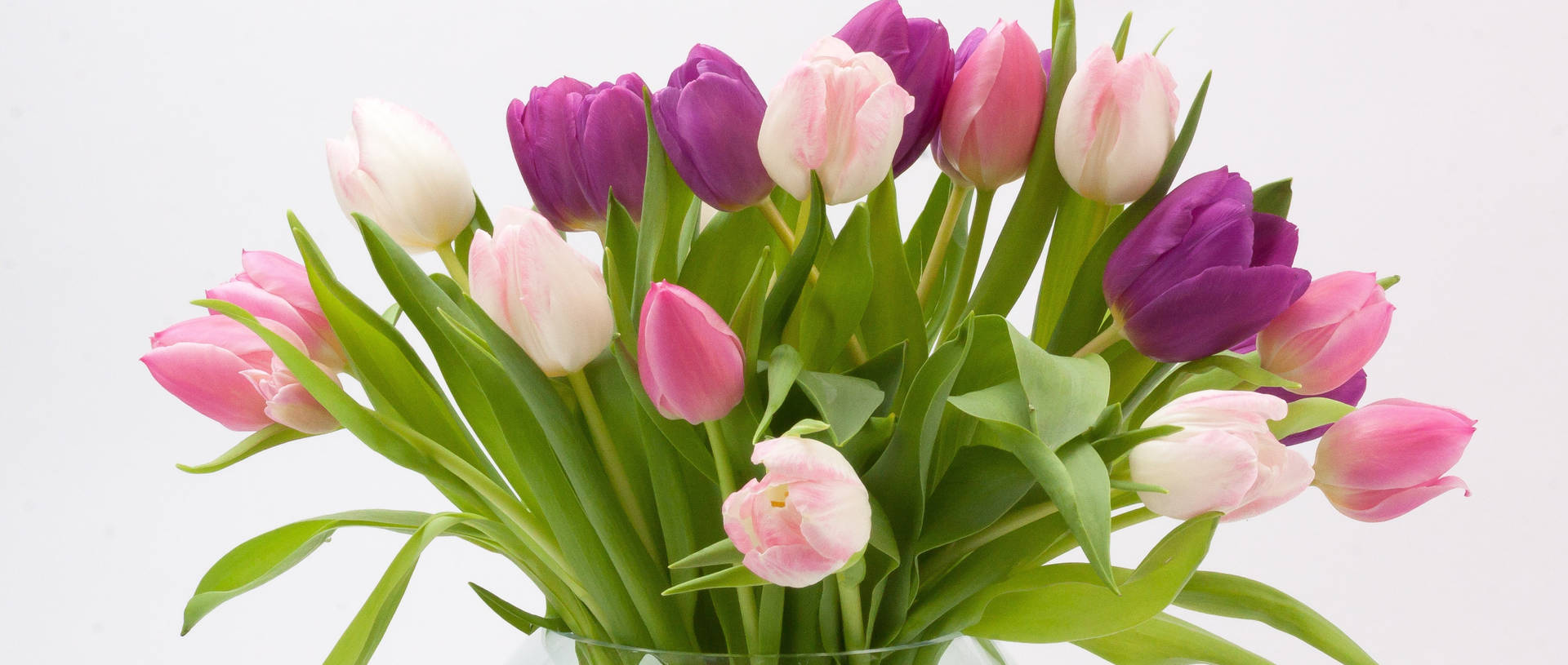 Happy Birthday Flowers Tulips Wallpaper