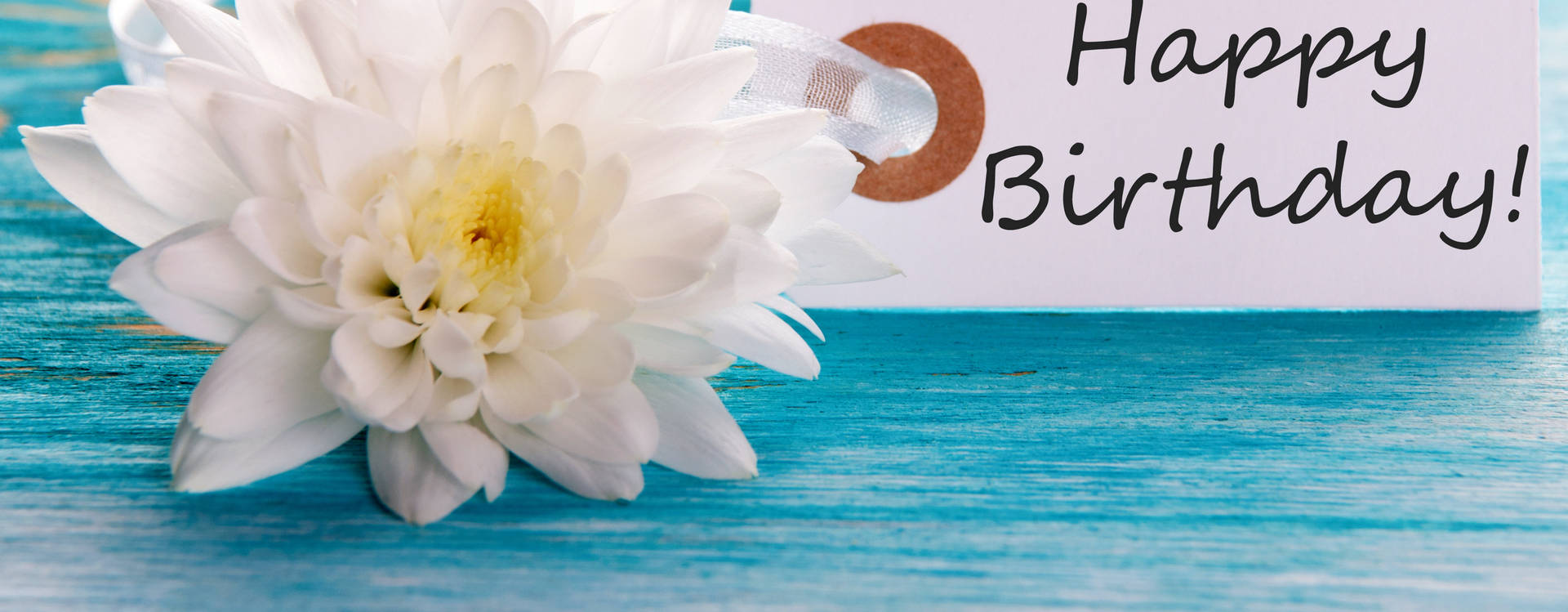 Happy Birthday Flowers White Chrysanthemum Wallpaper