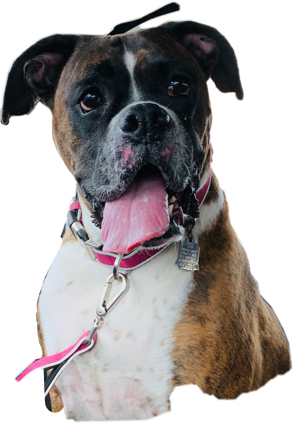 Happy Boxer Dog Portrait PNG