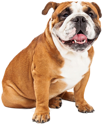 Happy Bulldog Sitting Transparent Background.png PNG