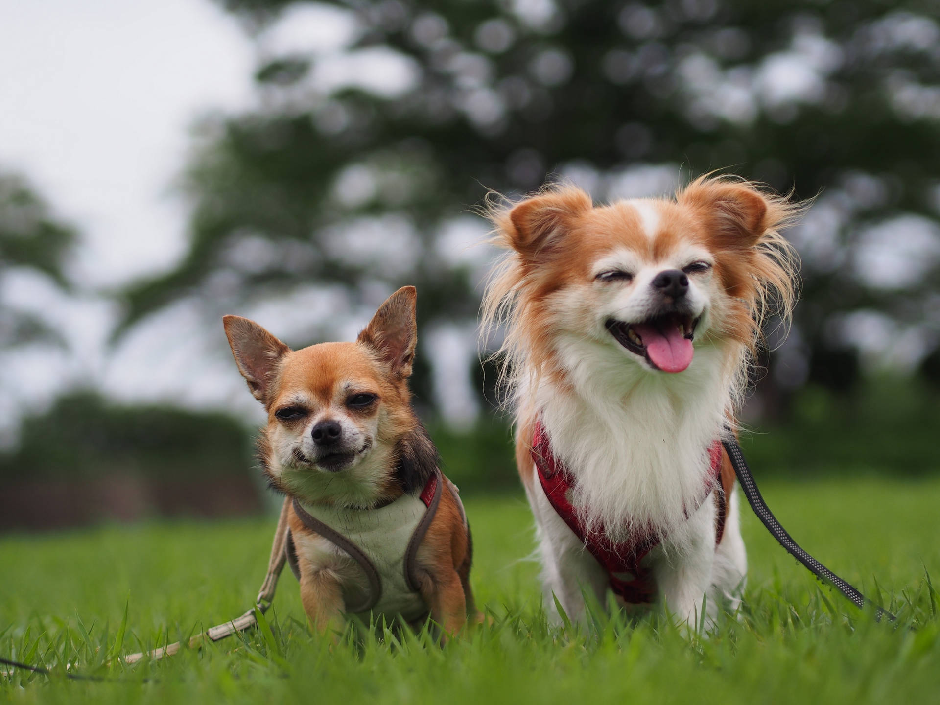 Happy Chihuahua Puppies Wallpaper