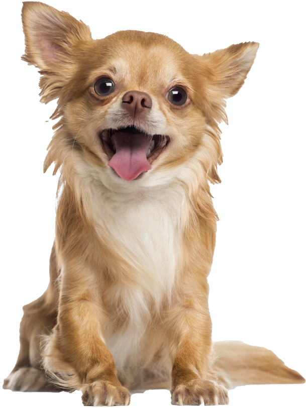 Happy Chihuahua Tongue Out PNG