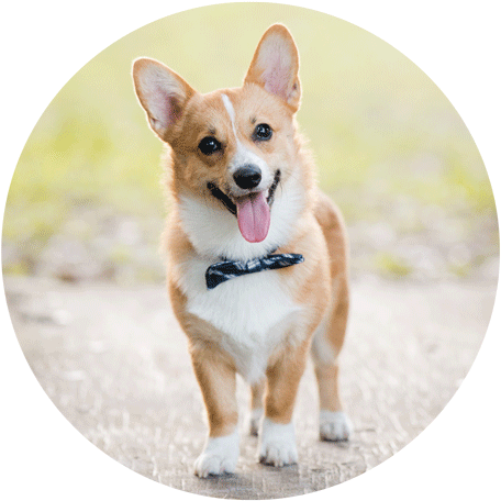 Happy Corgi Outdoors.jpg PNG