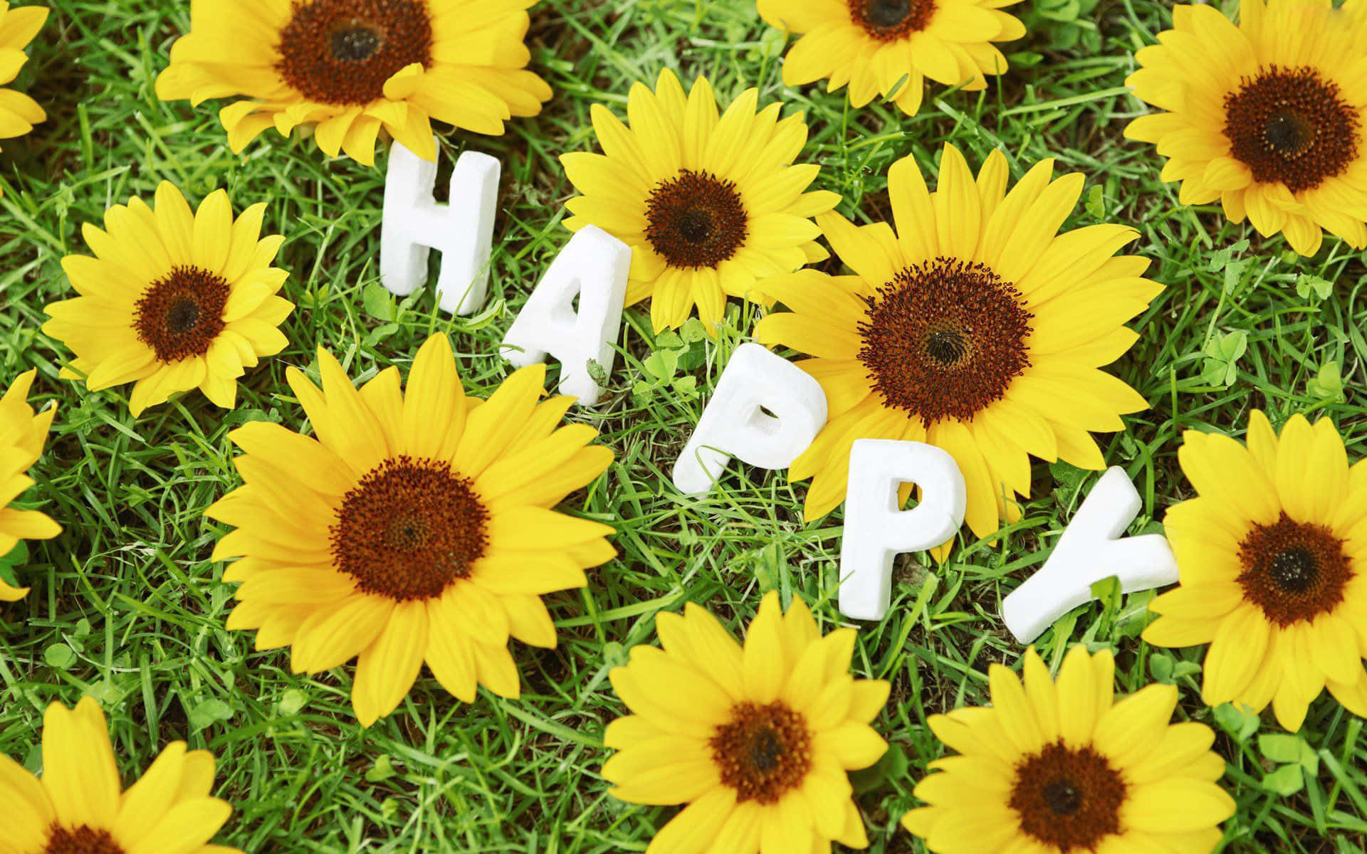 Happy Sunflowers On The Grass With The Word Happy Wallpaper