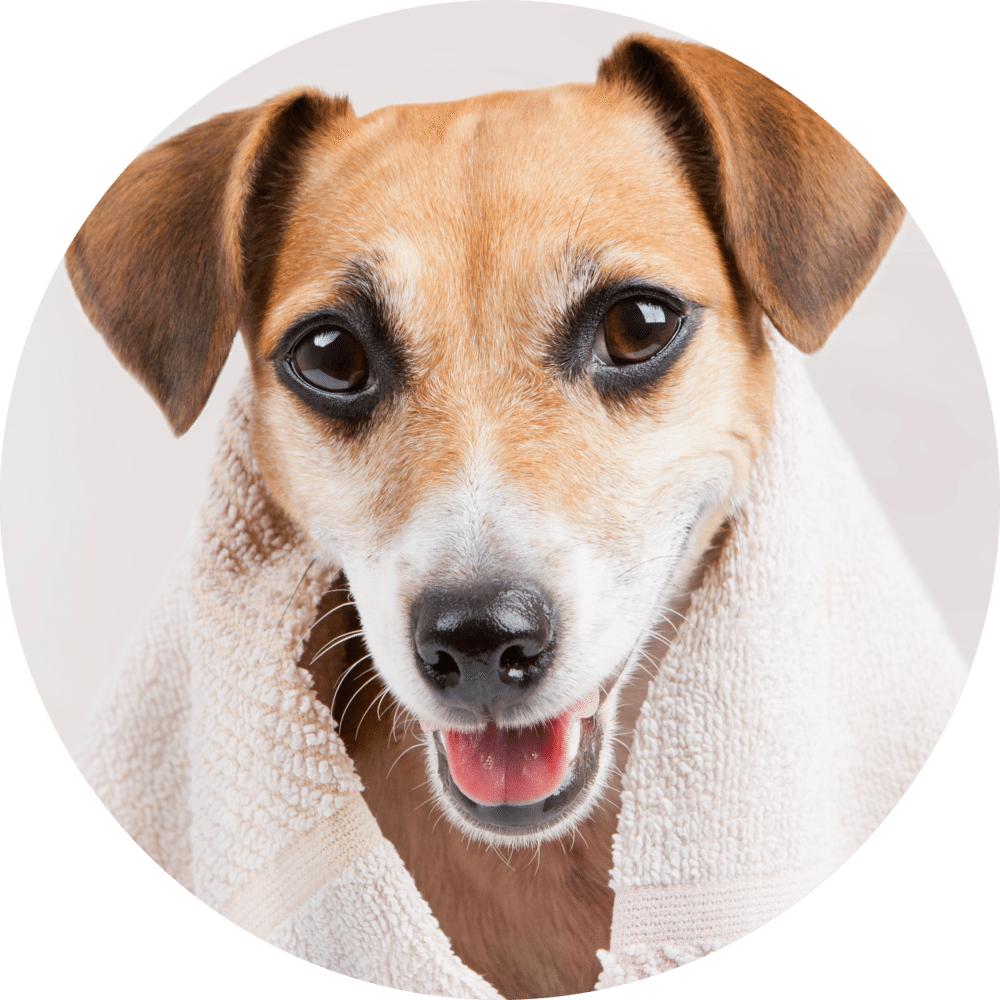 Happy Dog After Bath PNG