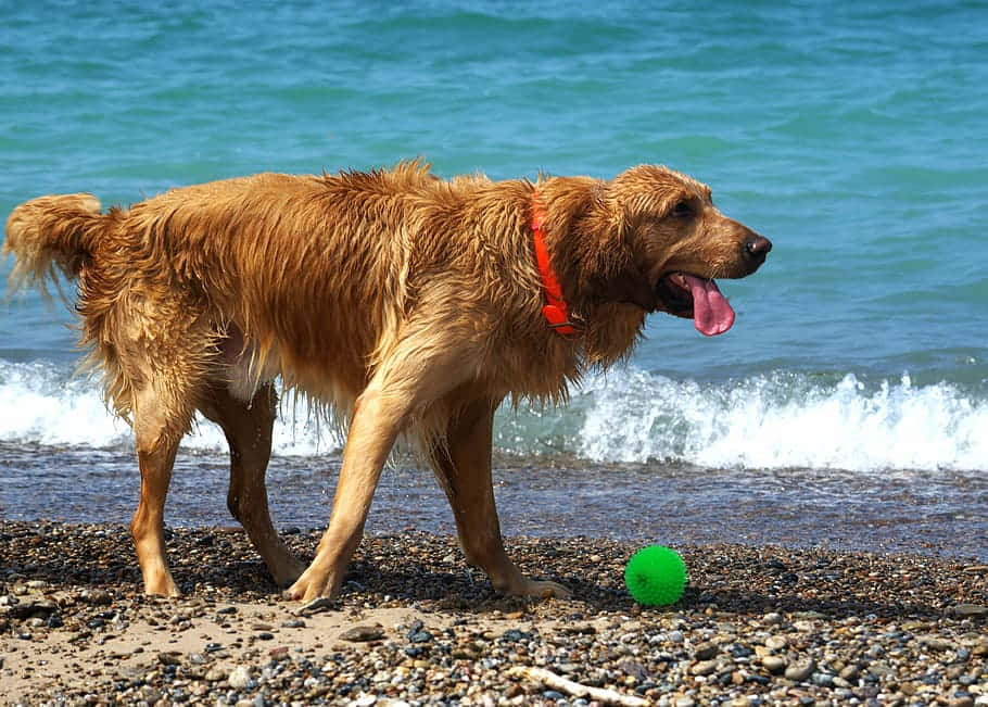 Blije Hond Die Geniet Van Een Zonnige Stranddag Achtergrond