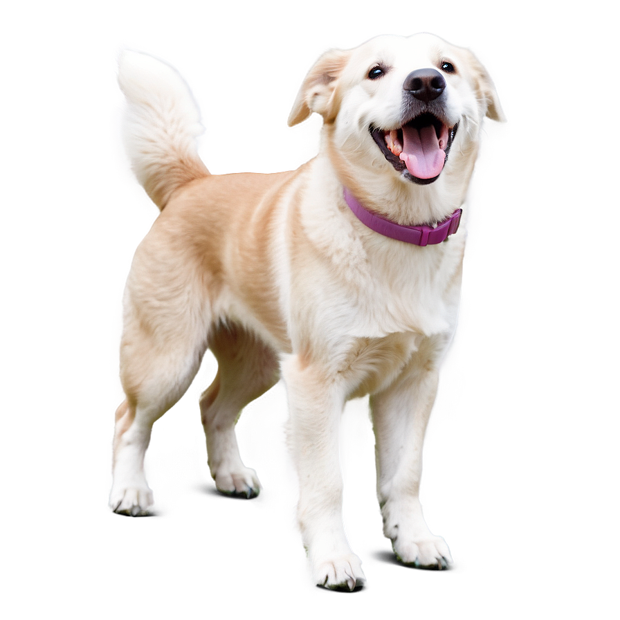 Happy Dog Png Jrd53 PNG