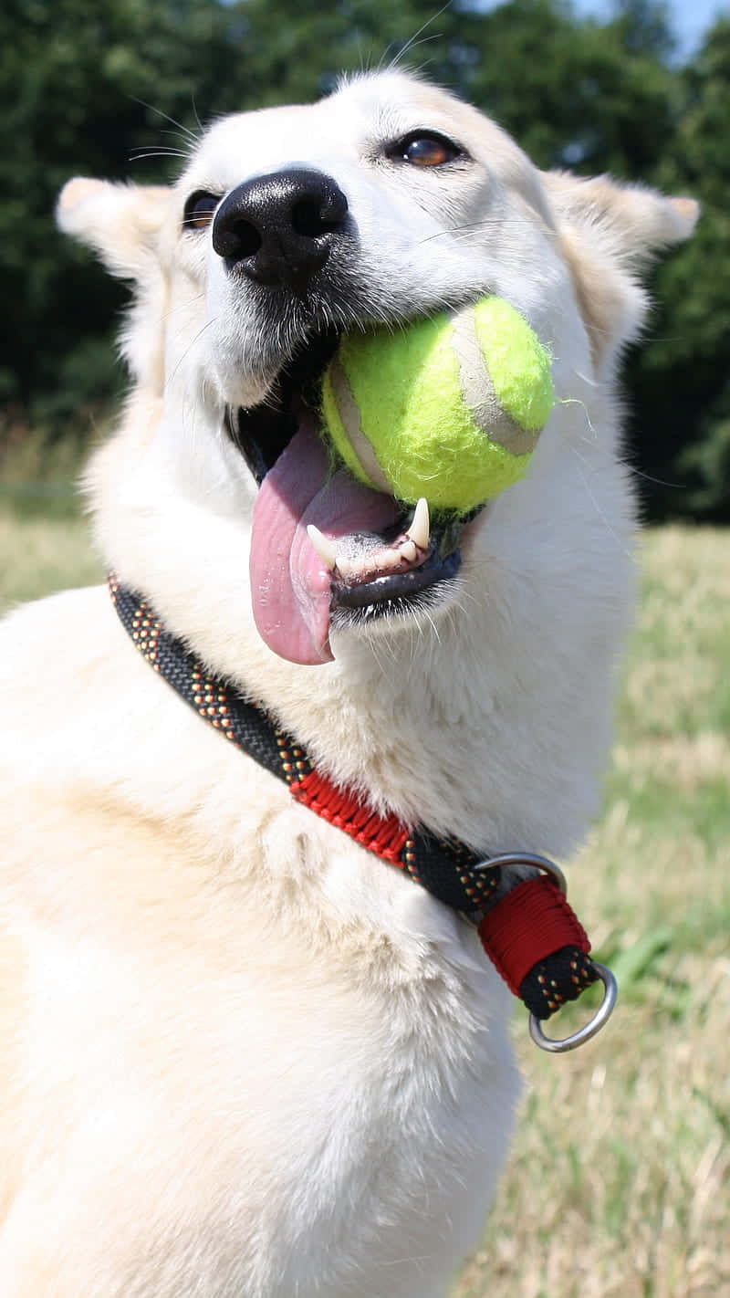 Blije Hond Met Tennisbal Achtergrond