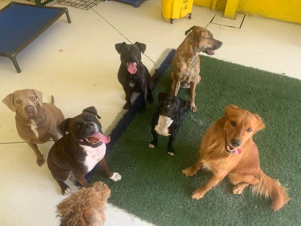Happy Dogs Having Fun At Daycare Wallpaper