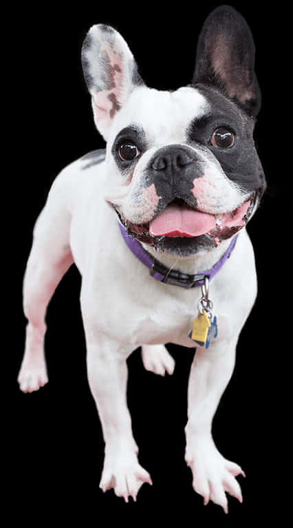 Happy French Bulldog Standing PNG