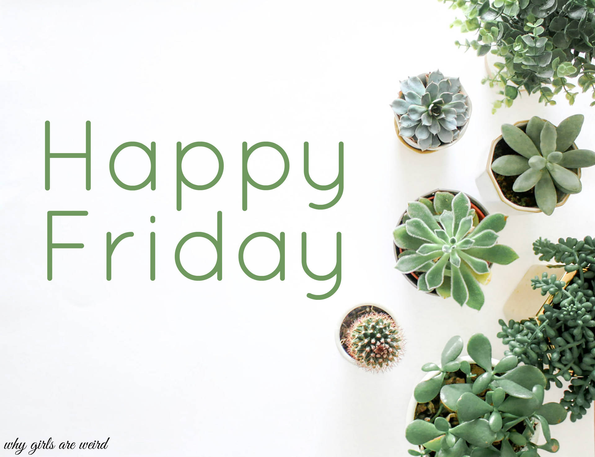 Happy Friday Cactus Day Wallpaper