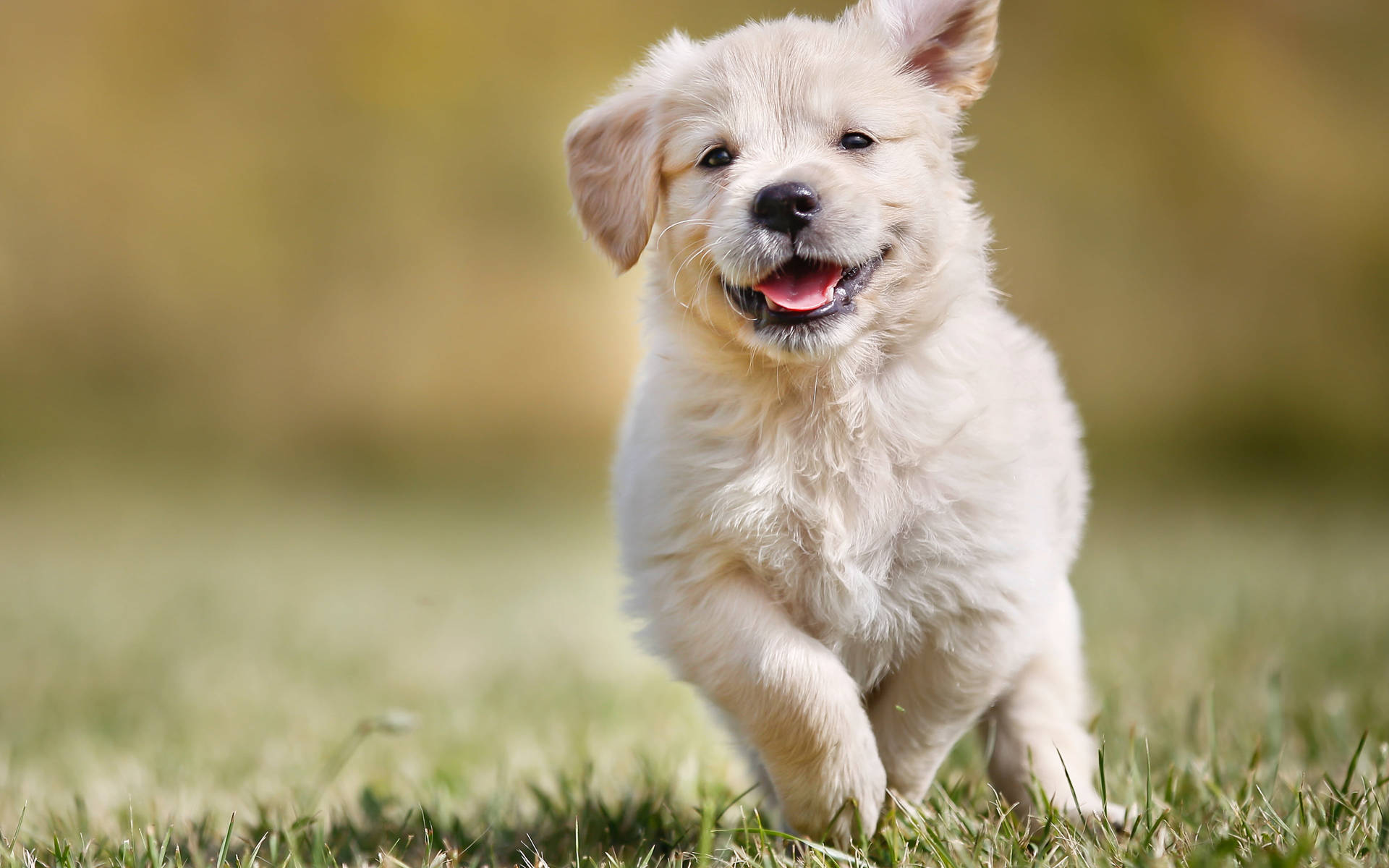 Happy Golden Retriever Puppy Wallpaper