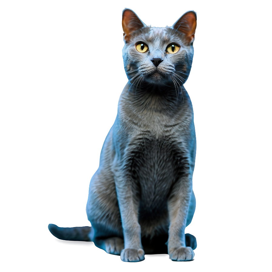 Happy Grey Cat Png 23 PNG