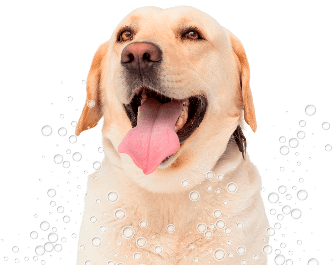 Happy Labrador Bubbles Fun PNG