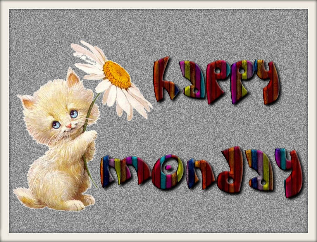 Glædelig mandag Kitten til Mobiltelefon Wallpapers Wallpaper