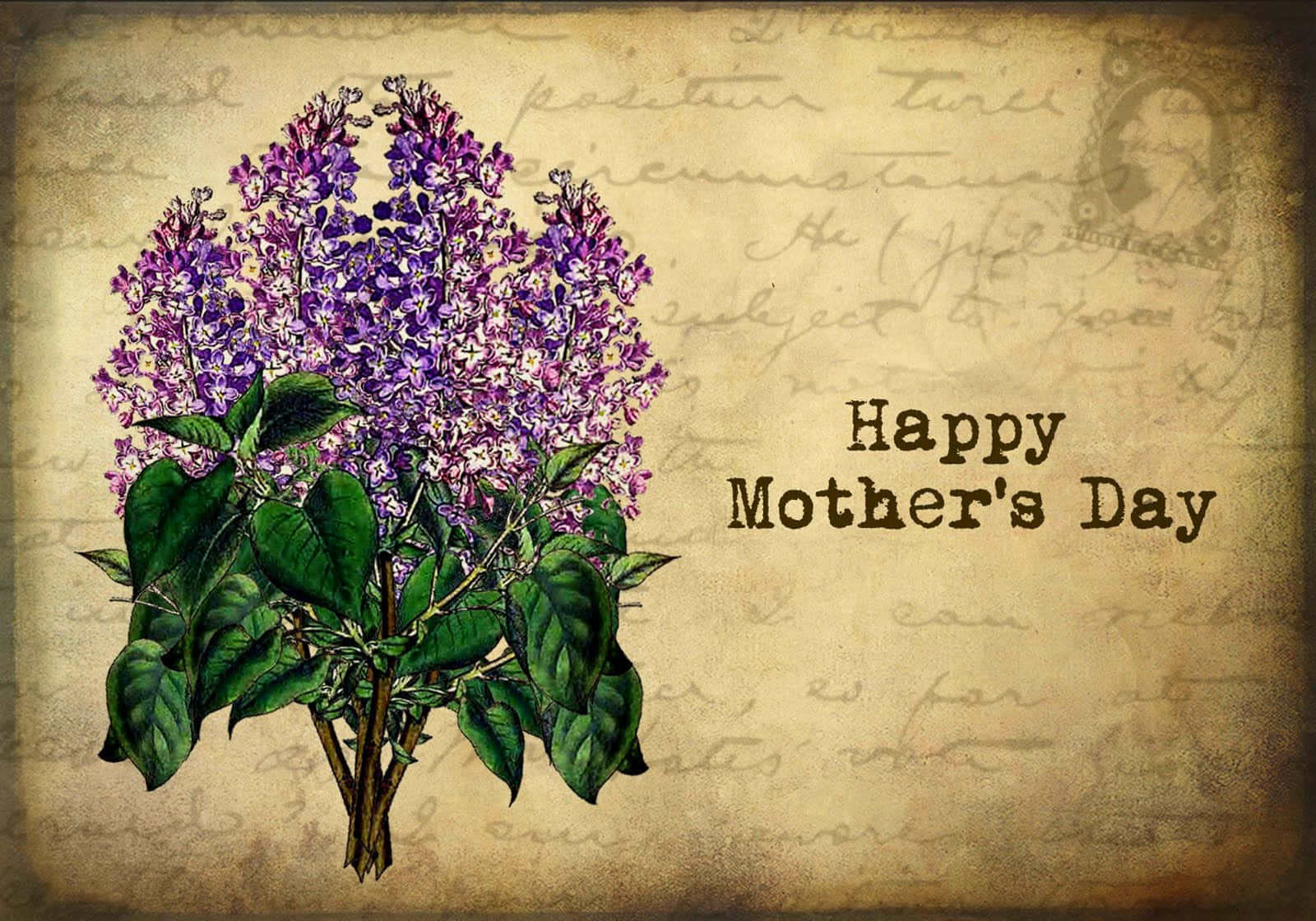 Glædelig mors dag lilas og sommerfuglen