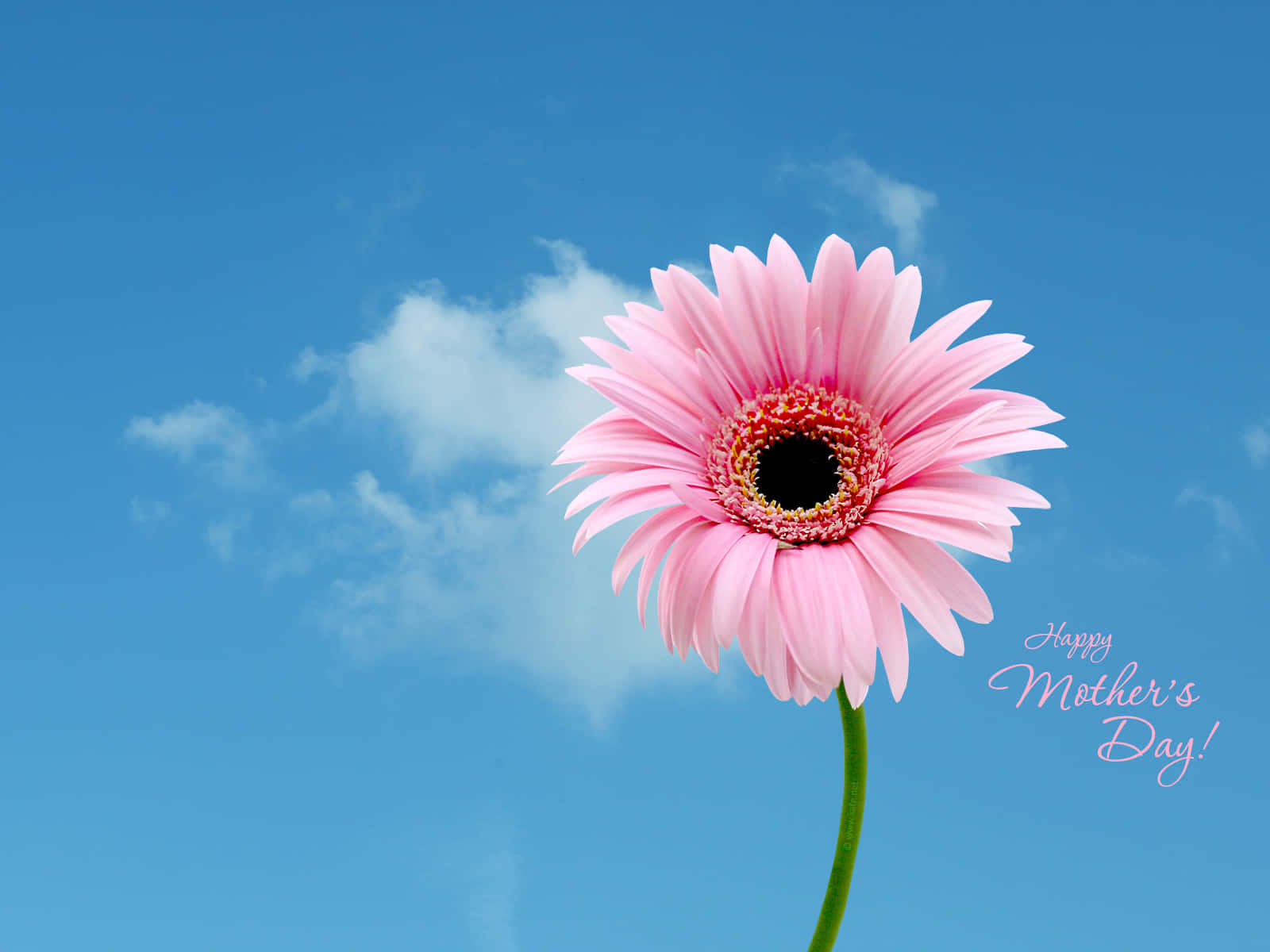 Happy Mothers Day Pink Daisy Flower Sky Hd Wallpaper