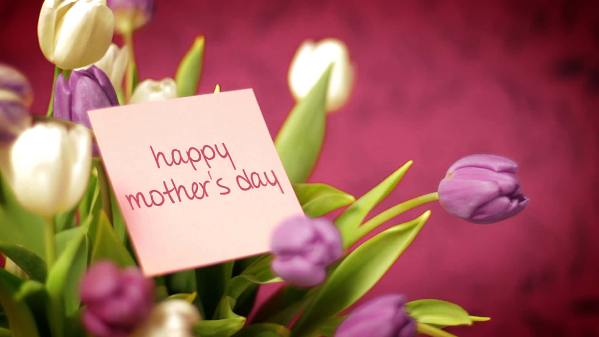 Happy Mothers Day Red And White Tulips Hd Wallpaper