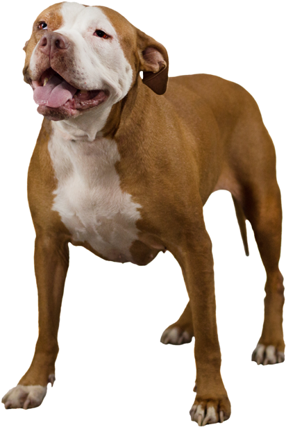 Happy Pitbull Standing Transparent Background PNG