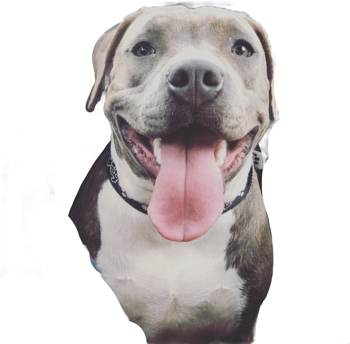 Happy Pitbull With Tongue Out PNG