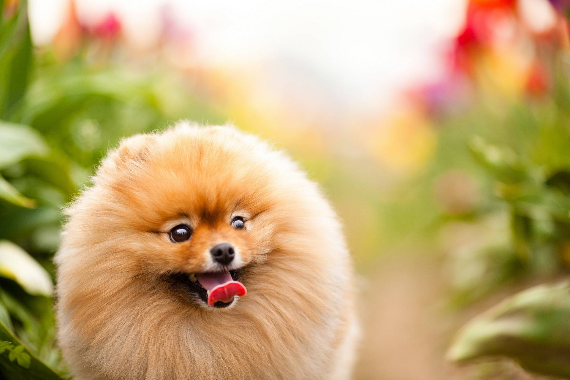 Happy Pomeranian Round Cut Hair Wallpaper