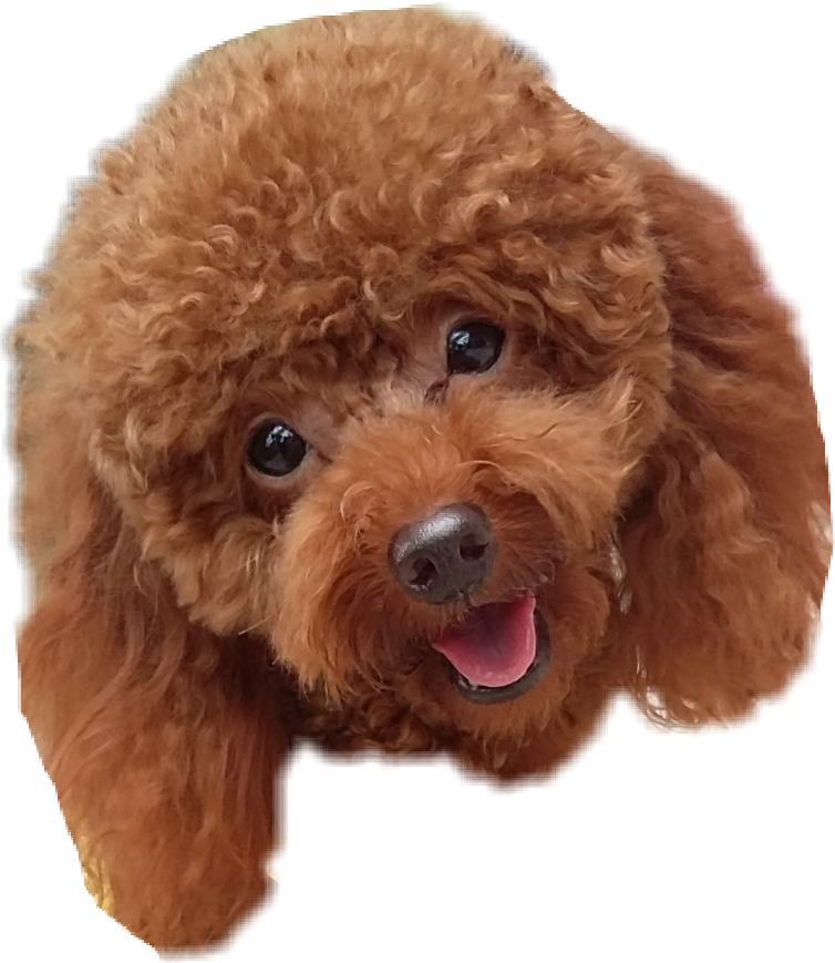 Happy Red Poodle Portrait SVG