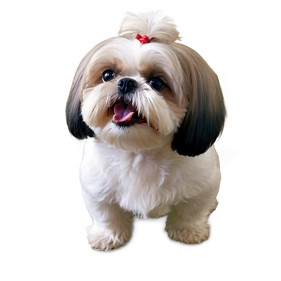 Happy Shih Tzu Smiling Png 06242024 PNG