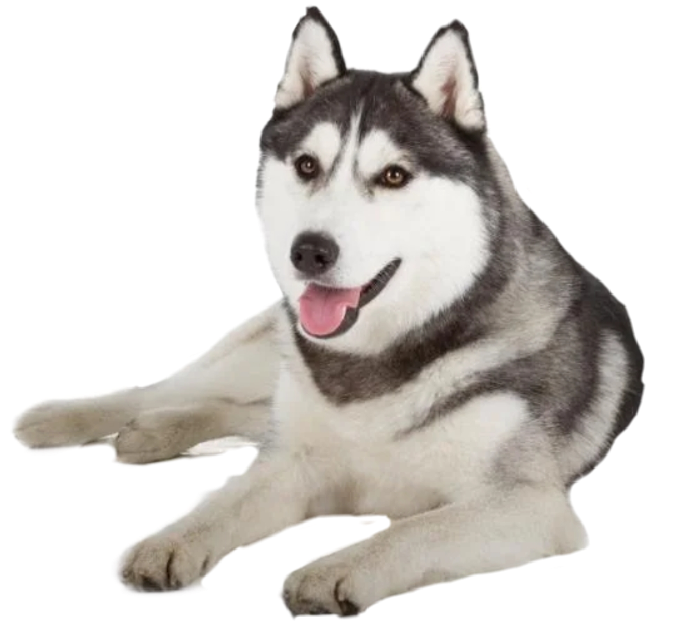 Happy Siberian Husky Lying Down PNG