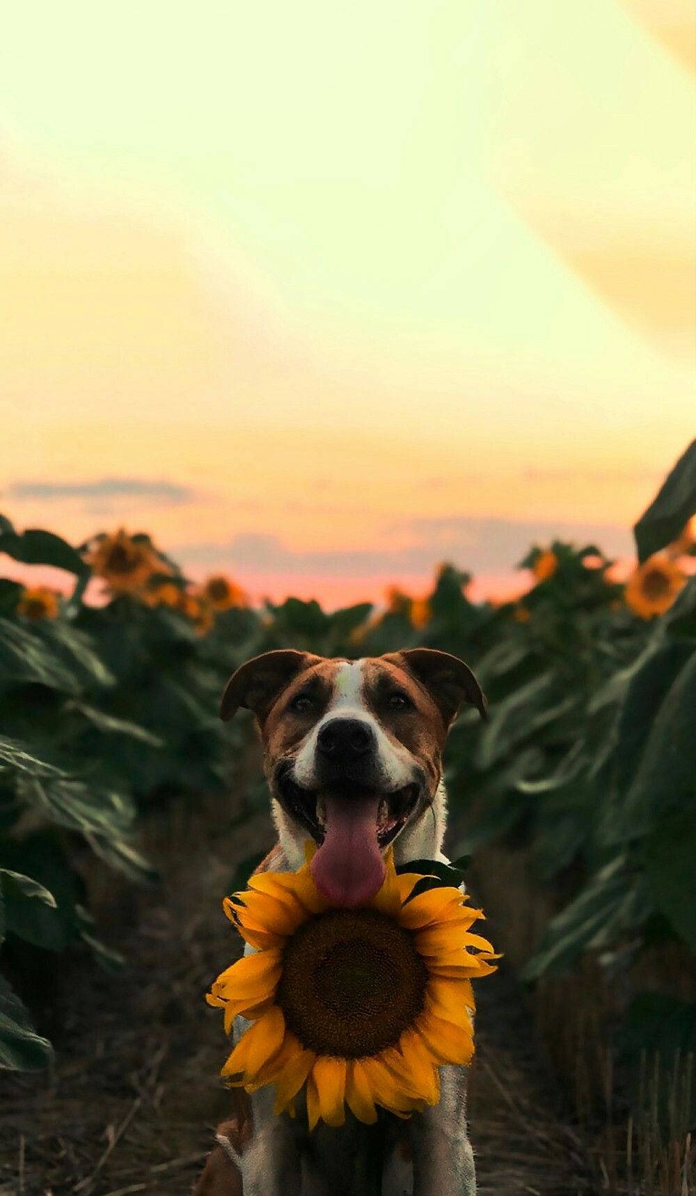 Happy Sunflower Dog Animal