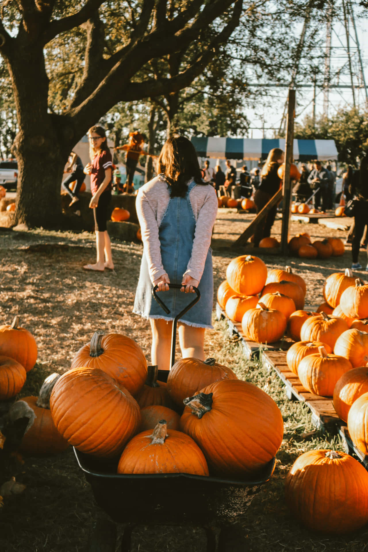 A Woman Pushing A Wheelbarrow Full Of Pumpkins Wallpaper