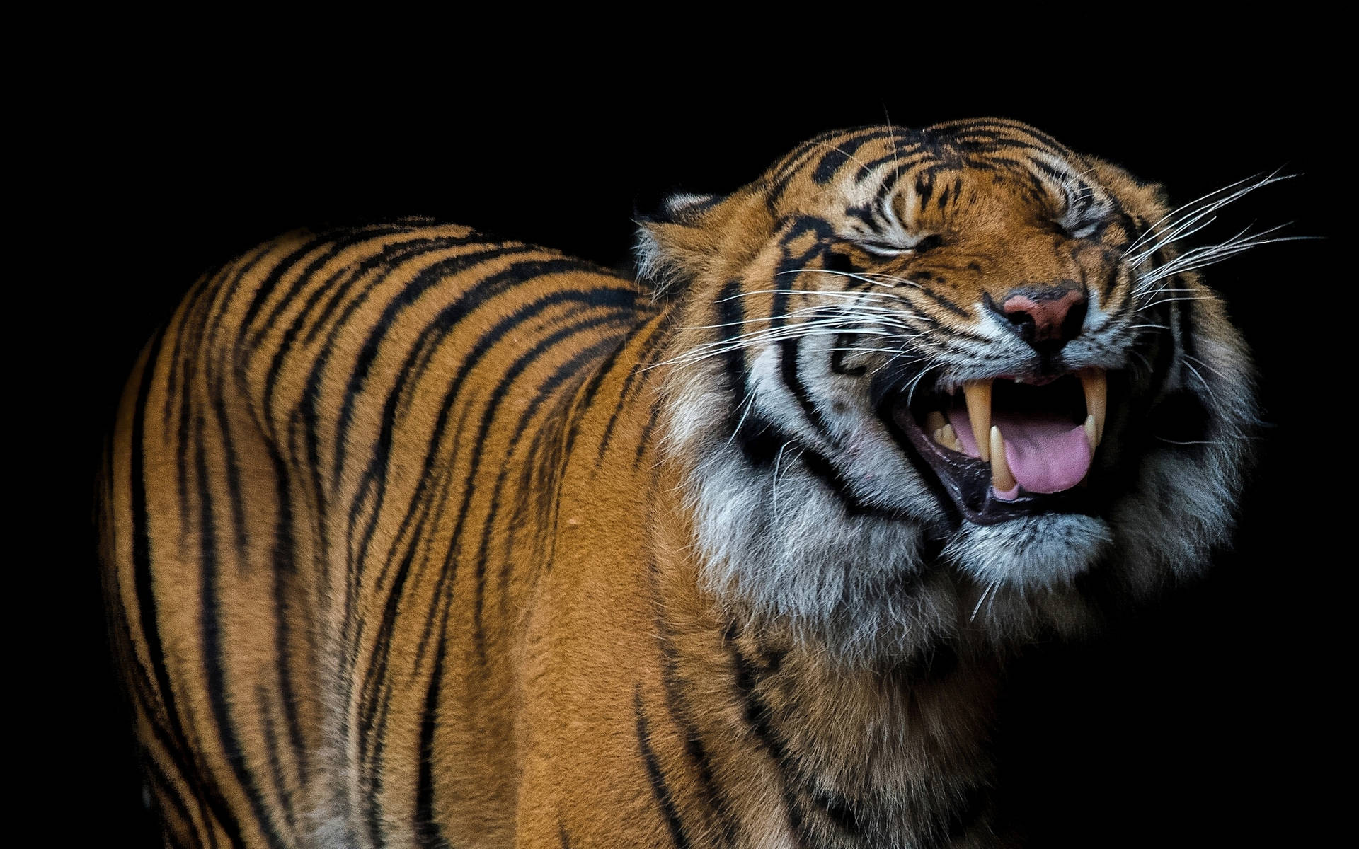 A Happy Tiger Smiles at the Camera Wallpaper
