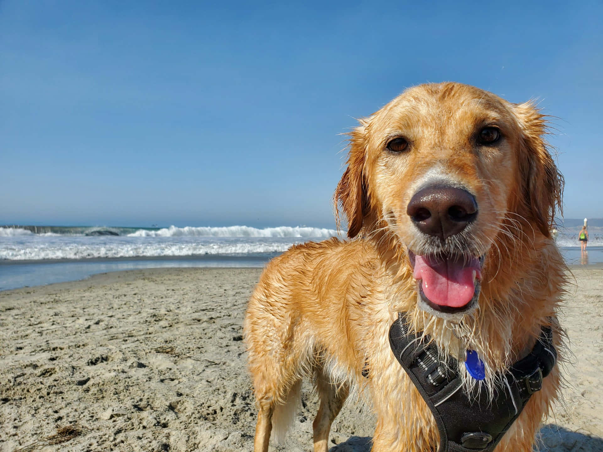 Glad Våt Hund Stranddag.jpg Bakgrunnsbildet