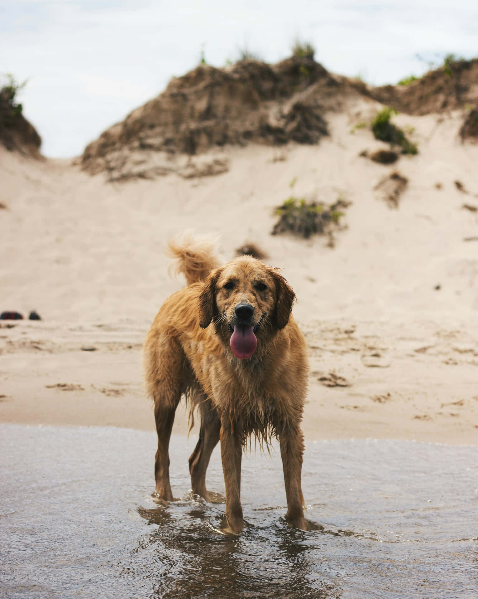 Gelukkige Natte Hond Strand Dag Achtergrond