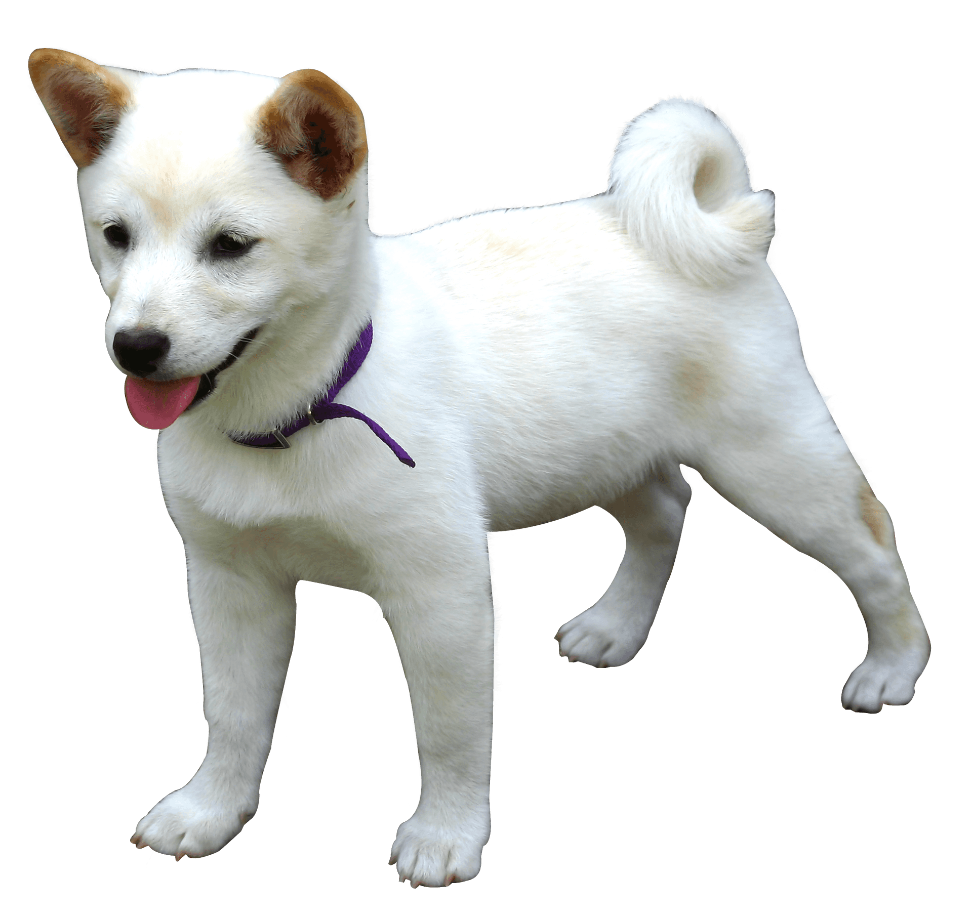 Happy White Dog Purple Collar.png PNG