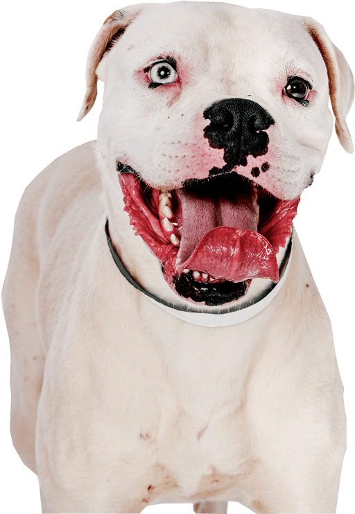 Happy White Dog With Black Nose PNG