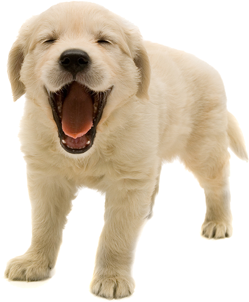 Happy Yawning Puppy PNG