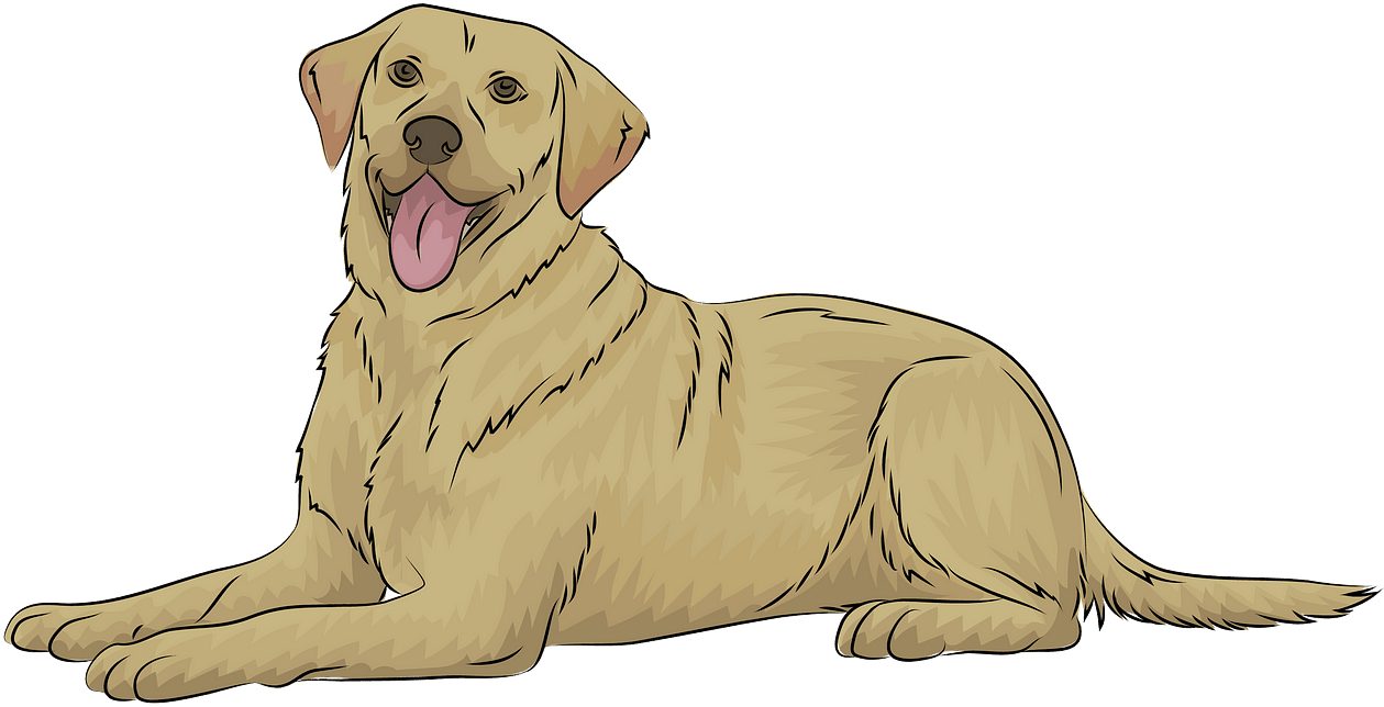 Happy Yellow Labrador Resting.png PNG
