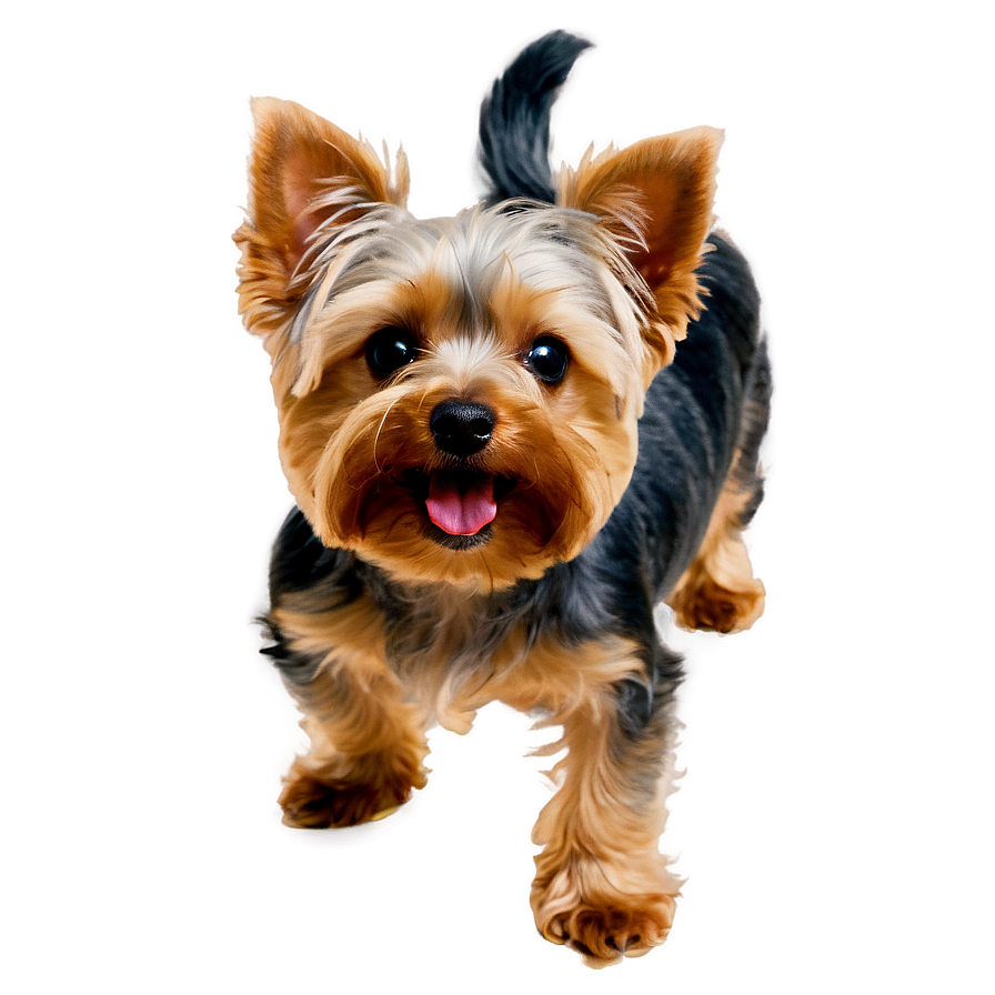 Download Happy Yorkie Png Mgk | Wallpapers.com