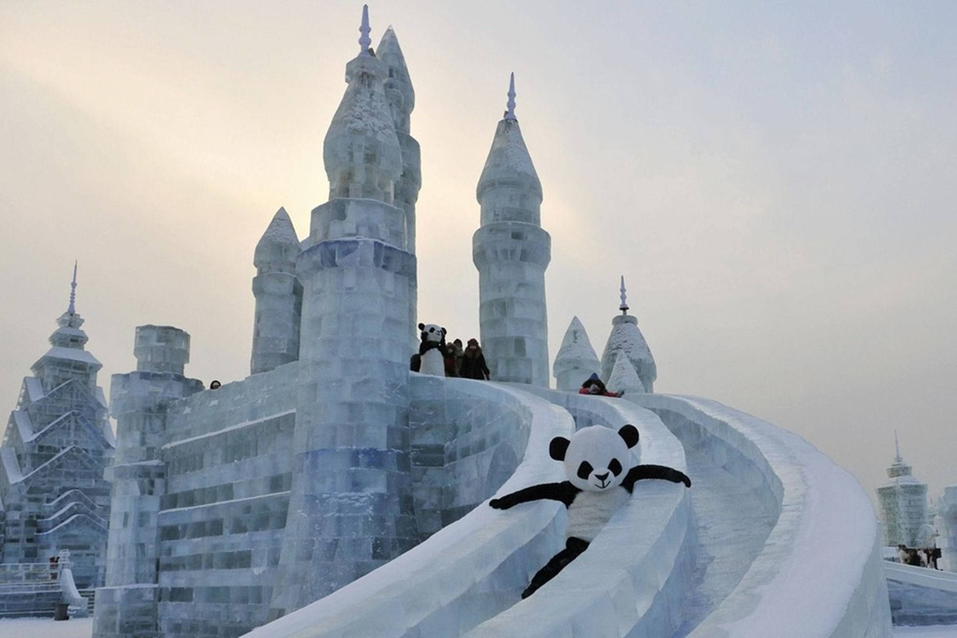 Harbin Panda Slide Wallpaper