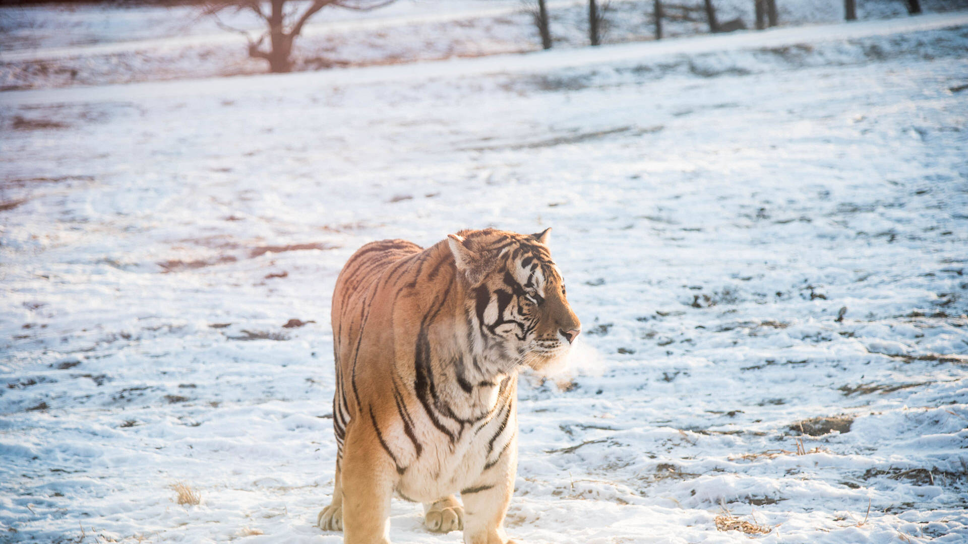 Harbin Winter Tiger Wallpaper