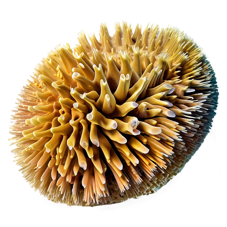 Hard Coral Structure Png 75 PNG